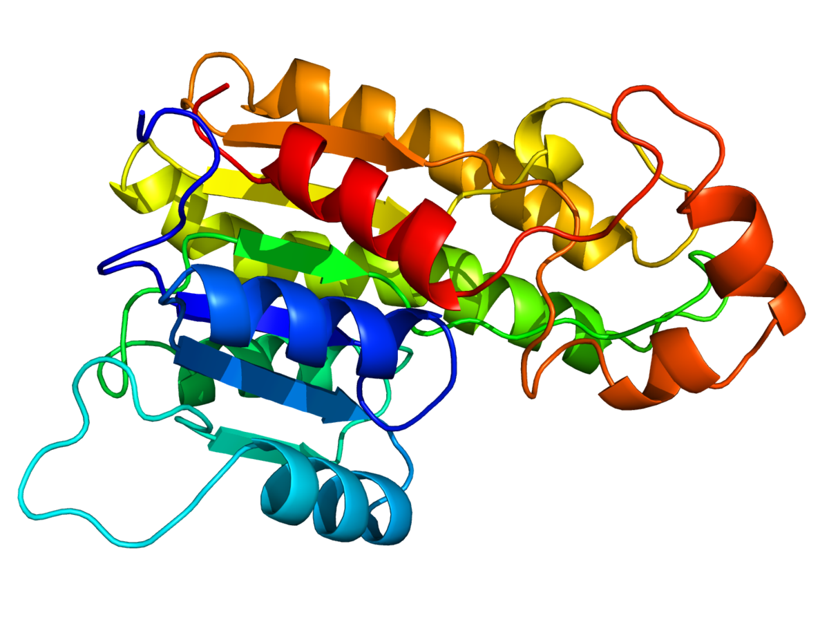 Protein Modelling